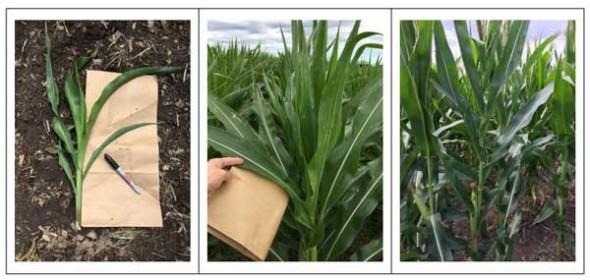 Corn sampling during different growth stage
