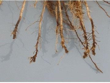 Badly damaged roots near the end of the season with lesions and root pruning