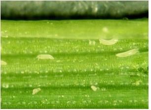 Figure 3. Wheat curl mite on a wheat leaf