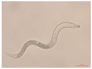 Soybean cyst nematode