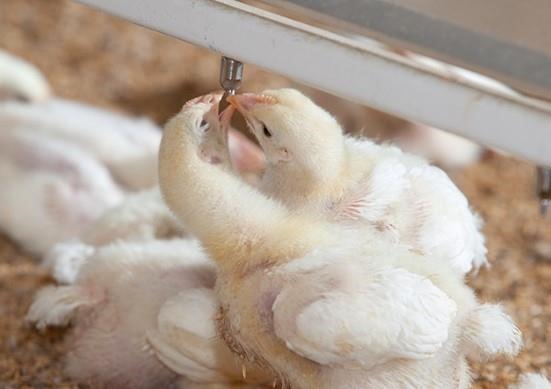 Economists expect poultry to regain the top spot in Kentucky agriculture. 
