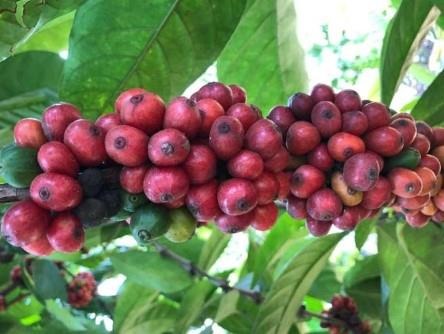 Fruiting branch of excelsa coffee