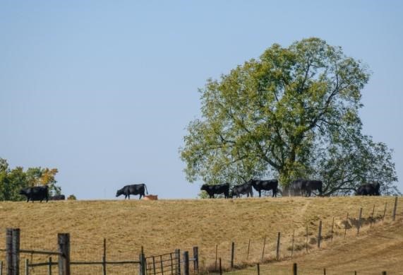 Cattle graze at the UKREC in October 2022.
