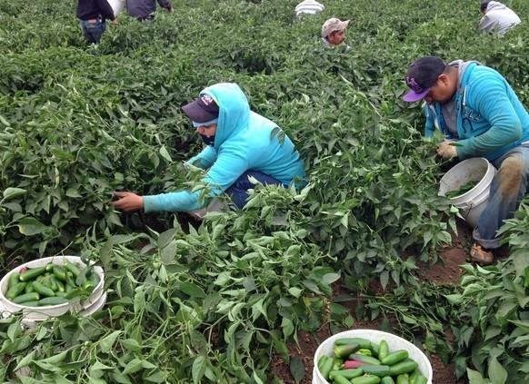A new study of farmworkers’ general health examined factors contributing to their illness and disease, such as inadequate access to health care. and Peter Tomlinson