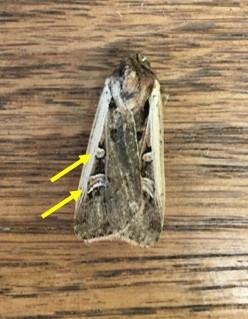 Adult Western bean cutworm moth
