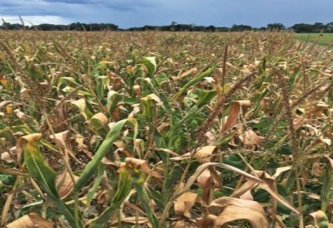 Over mature corn will have lower forage quality