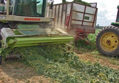 Legume forages preserved as silage benefit from the use of silage inoculants