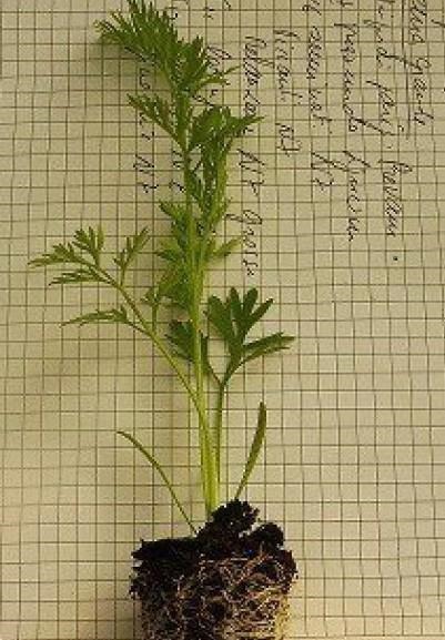 Carrot transplants are grown in large quantities in Italy. They must be transplanted before the taproot reaches the bottom of the tray cell. Photo: G. Rampinini