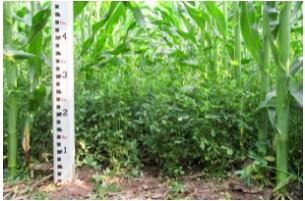 Interseeded alfalfa and corn in early July