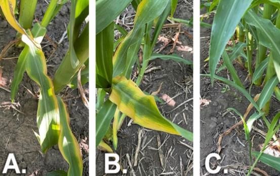 Figure 1. Potassium (K) deficiency symptoms where leaf yellowing started at the tip of older leaves and moved down the leaf