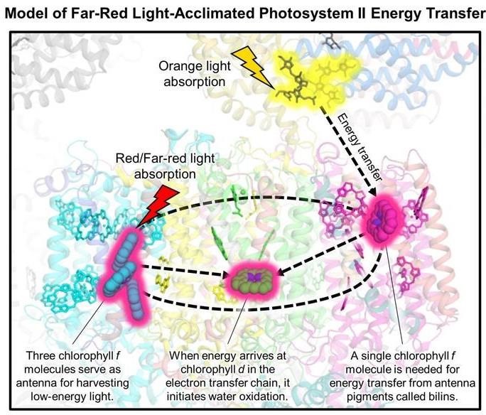 Model of low energy light absorption and energy transfer to the electron transfer chain in a photosystem protein found in the shade-tolerant cyanobacteria