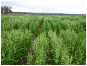 A field of oats at one of the study sites. A recent study determined the genetic profiles of 400 varieties of oat