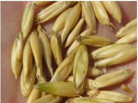 Closeup of oat grains in their husks