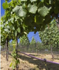 Imperfect alternatives