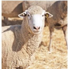 Herbicide challenges expected to linger