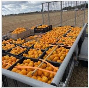 More than 8,000 pounds of satsumas were donated in 2021