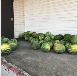 WREC donated approximately 1,500 pounds of watermelons to local food banks