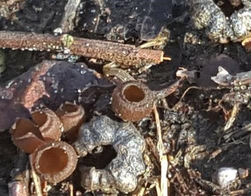 Mummy berry apothecia (mushrooms) are out, so growers need to protect against mummy berry. Photo: Mark Longstroth, MSU Extension.