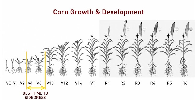 corn growth