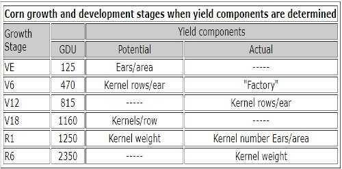 Corn growth and development stages