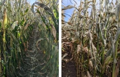 Figure 1. Non-mature frost-damaged corn