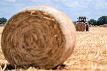 Forage is in short supply going into winter following extended drought conditions. Texas cattle producers have been salvaging crops for forage and baling anything with nutritive value for cattle.