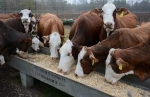 Cattle producers are feeding supplemental feed to help get their herds through the drought