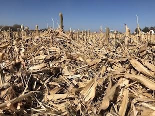 Chopping cornstalks higher and leaving larger size residue will make it easier to plant no-till soybeans in spring 2023