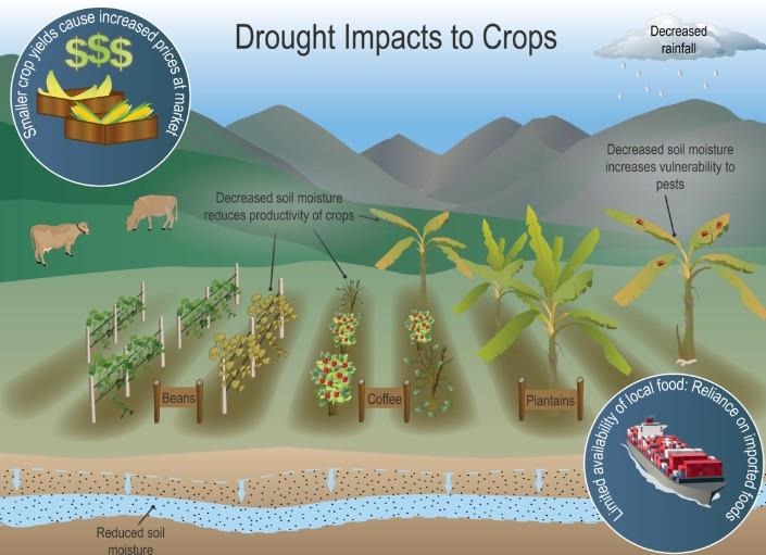 Graphic showing how drought can impact crops in the U.S. Caribbean