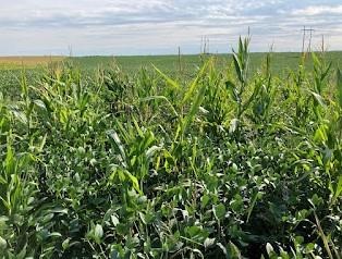 Patch of volunteer corn in a soybean field. Volunteer corn, a weed in soybeans, competes for resources, adds foreign material to the harvested soybeans, and minimizes crop rotation benefits