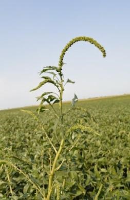 Escaped waterhemp plant in a Minnesota soybean field. Controlling weeds before seed production helps minimize inputs into the weed seed bank