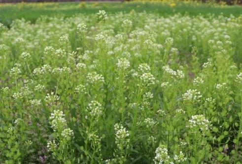 Oilseed crops such as pennycress can be integrated into farming practices in ways that complement food crop production and improve agricultural sustainability.