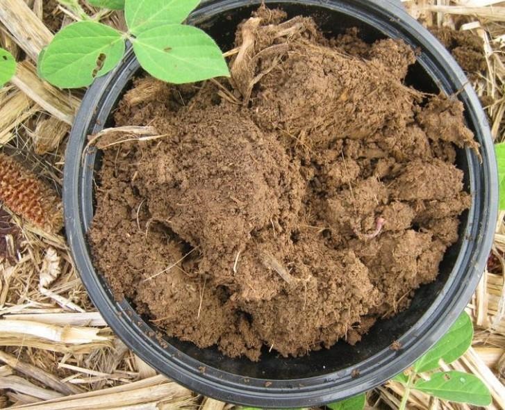 The no-till soils (shown here) contained more soil organic carbon, according to the researchers. The main findings of the study were that tillage results in distinctive soil microbiomes, with no-till soils containing different pools of nitrogen-cycling bacteria
