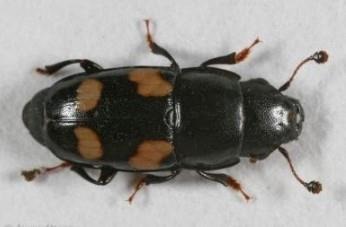 Photo 1. Picnic beetles are a type of sap beetle often found in cornfields
