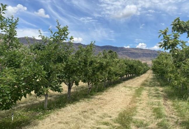 Regulated deficit irrigation in Wenatchee, Washington being applied to cider apple trees. 