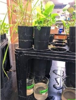 Fig. 1. Cover crop root exudate/soil leachate collection for SCN hatching experiments