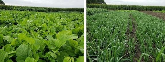 Photo 2. Forage radish (left) and oat (right) planted in July at SWROC near Lamberton