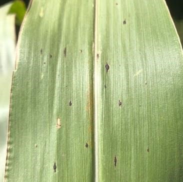 Tar spot at low level of infection