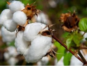 Each flower on a cotton plant produces a cotton boll, which is where the fiber is housed and harvested from