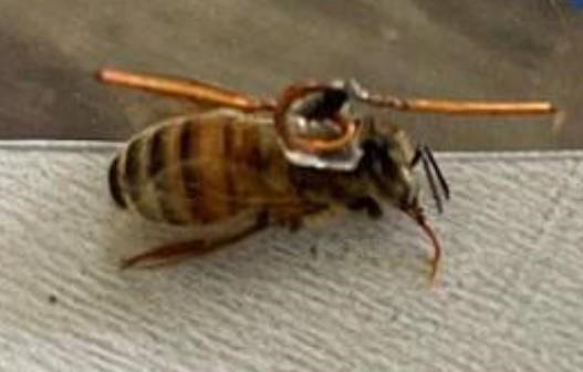 A honey bee worker is fitted with a radar transponder, which will be used to track its movements as it forages for food from flowering plants in the surrounding landscape