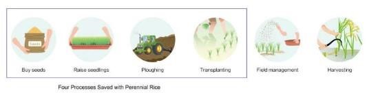 Six stages of rice production