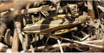Two-striped grasshopper adult