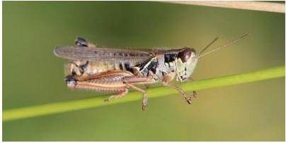 Redlegged grasshopper adult