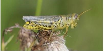 Differential grasshopper adult