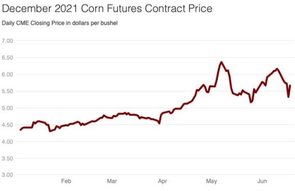 corn acreage than expected and led to sharp increases in corn future prices