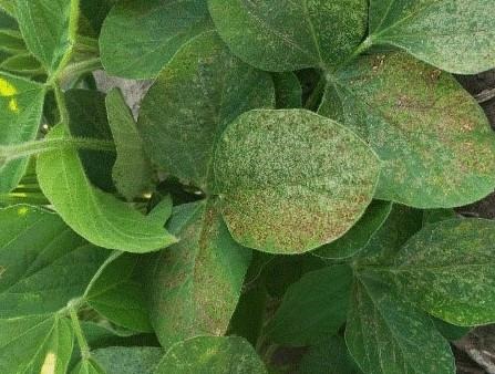 Contact herbicides such can cause bronzing of soybean leaves