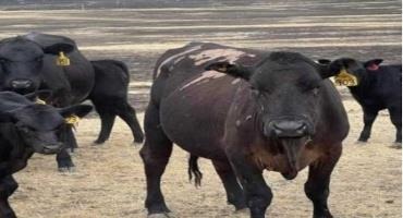 A burned cow stands in front of blackened ground burned 