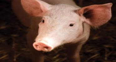 African swine fever confirmed in Haiti