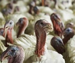 US poultry on Indiana turkey farm