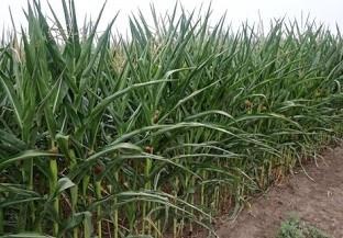 Drought-stressed corn